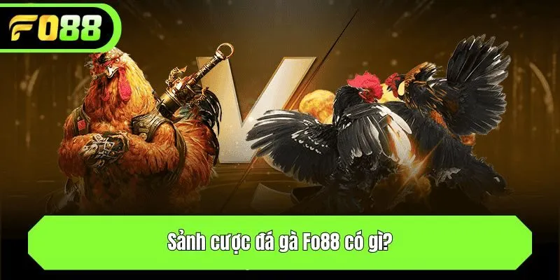 Sảnh cược đá gà có gì?